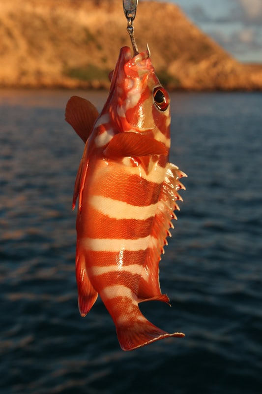 black-tipped_cod_grouper_shark_bay_western_australia.jpg