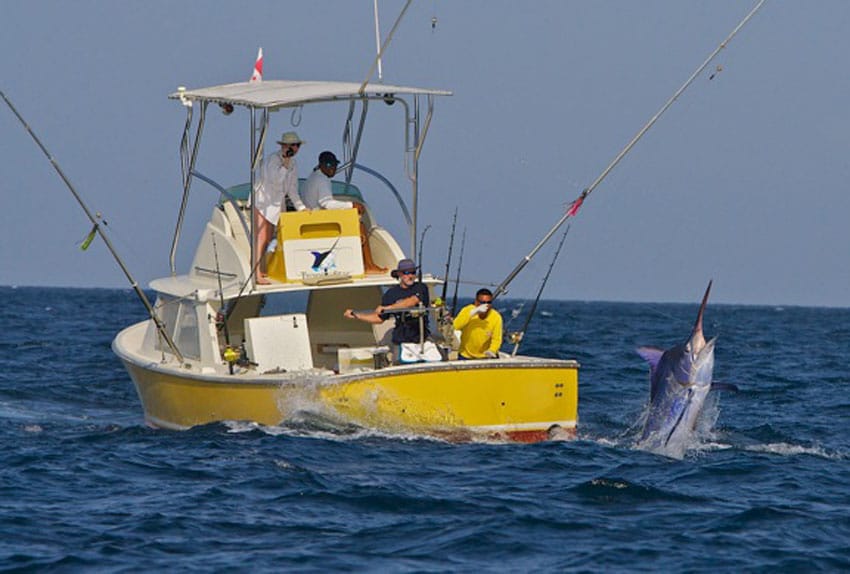 black marlin are the most spectacular photo fish on the planet.jpg