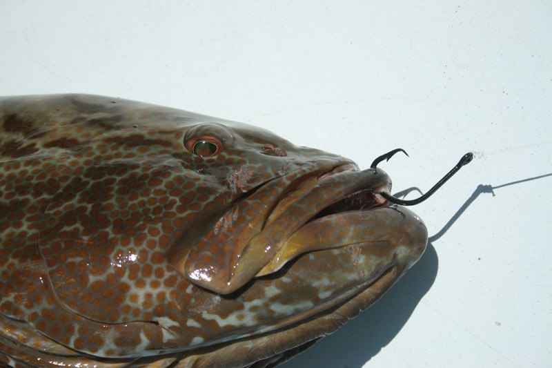 black_grouper_islamorada_florida.jpg