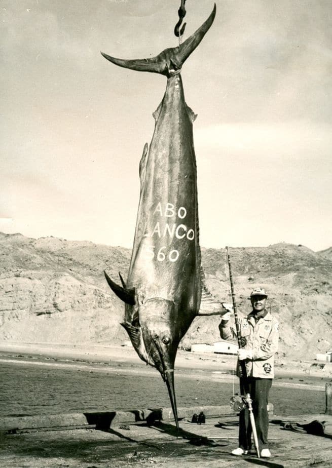 Largest marlin ever caught on rod and reel