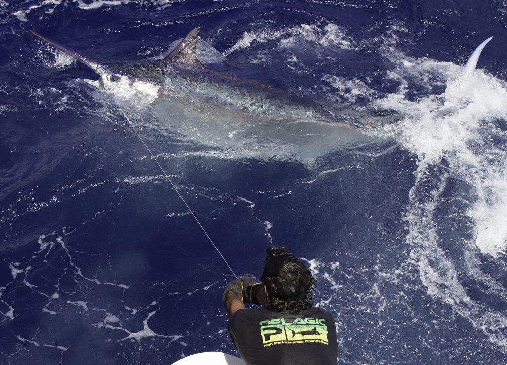 An immense black marlin off Australia on the wire