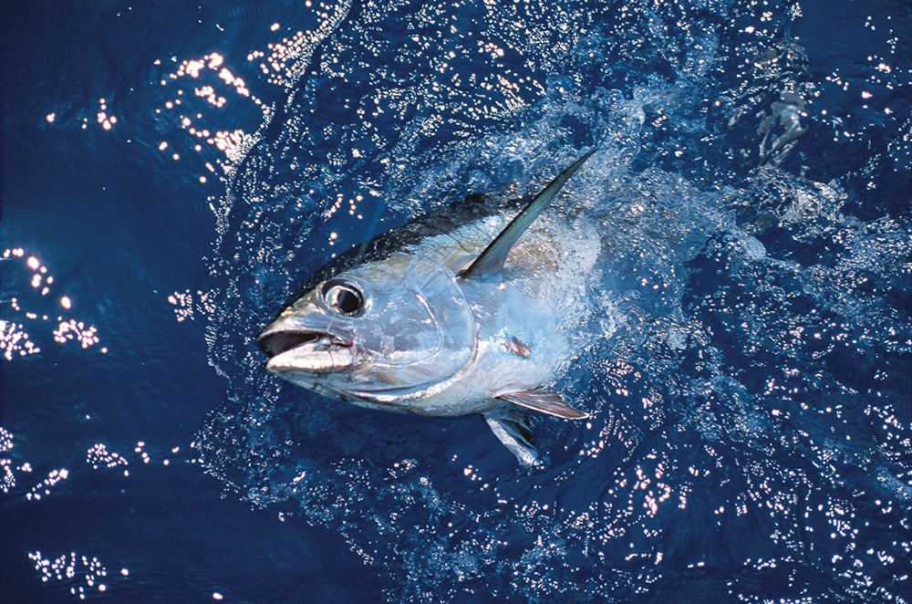 Blackfin Tuna boatside