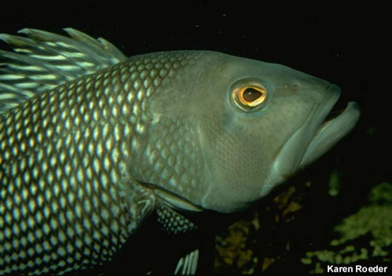 Black sea bass at Gray's Reef