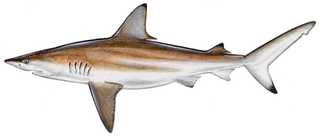 Blacktip Shark