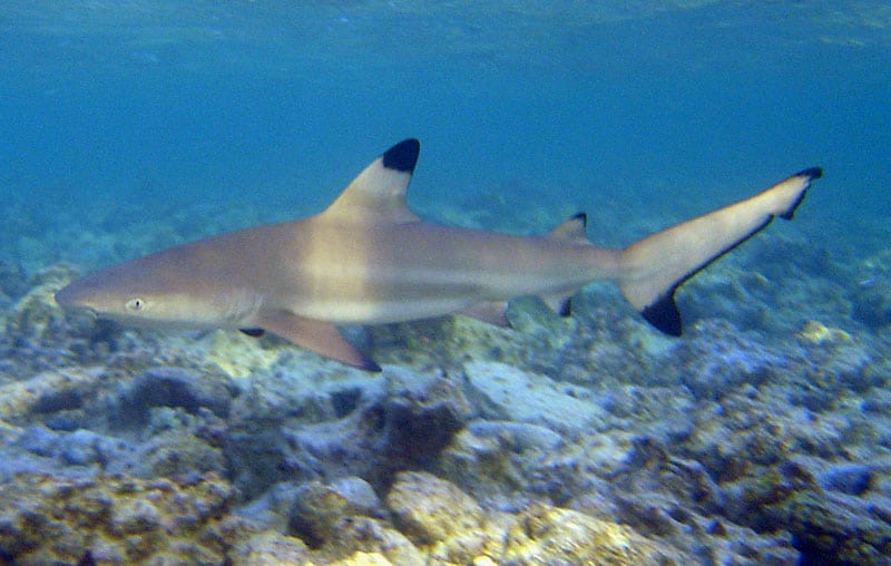 blacktip shark