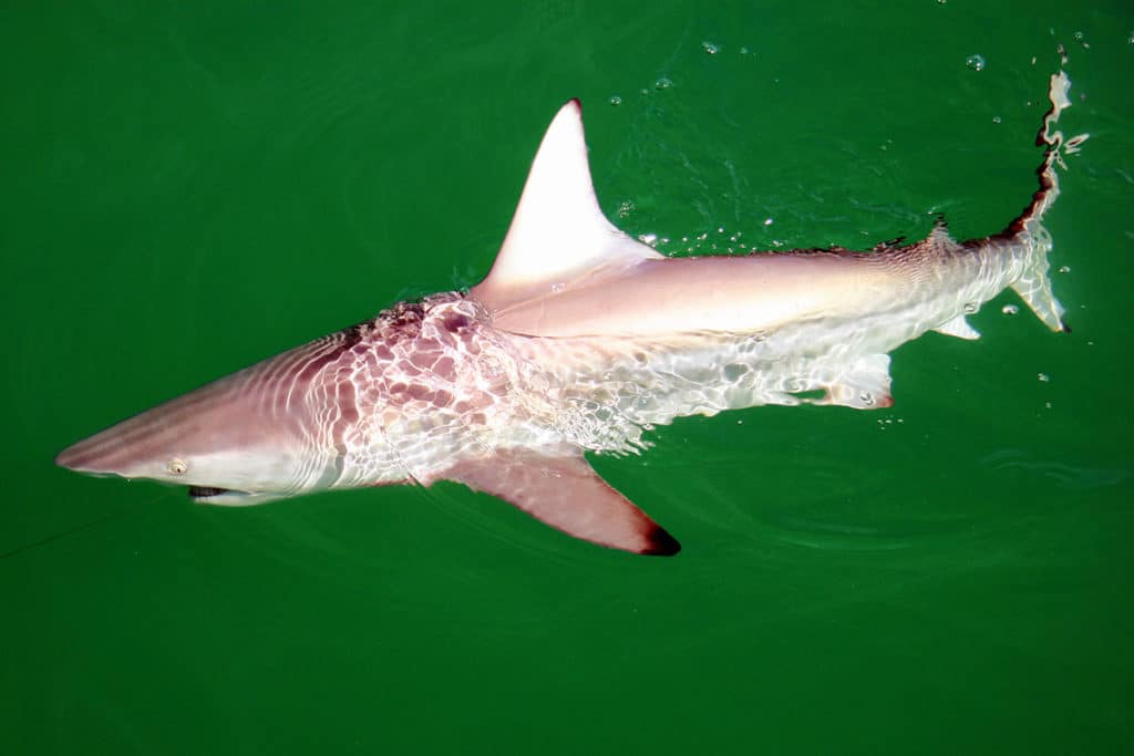 blacktip shark