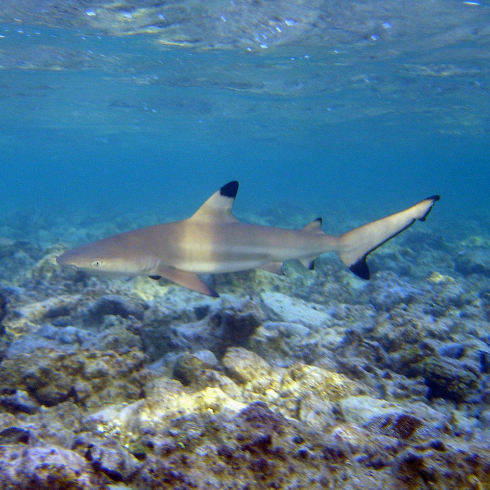 Blacktip Shark