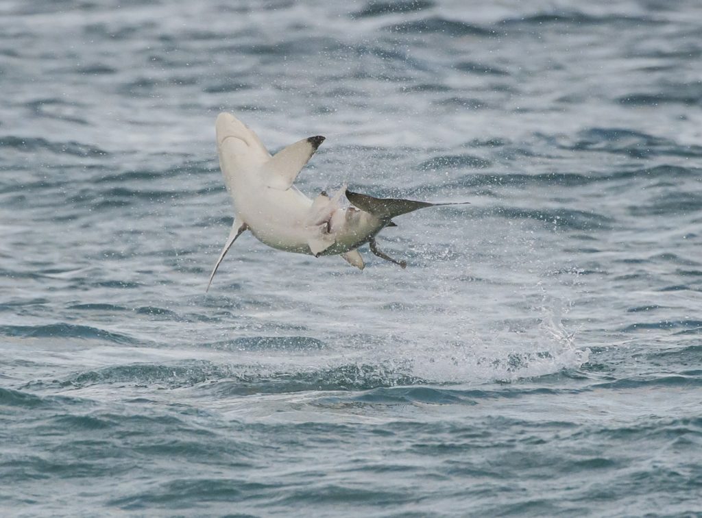 Shark Fishing - An Angler's Guide to Species: Blacktip