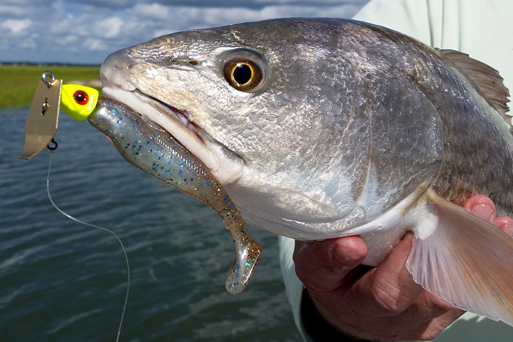 Redfish caught inshore fishing soft fishing bait lure with blade