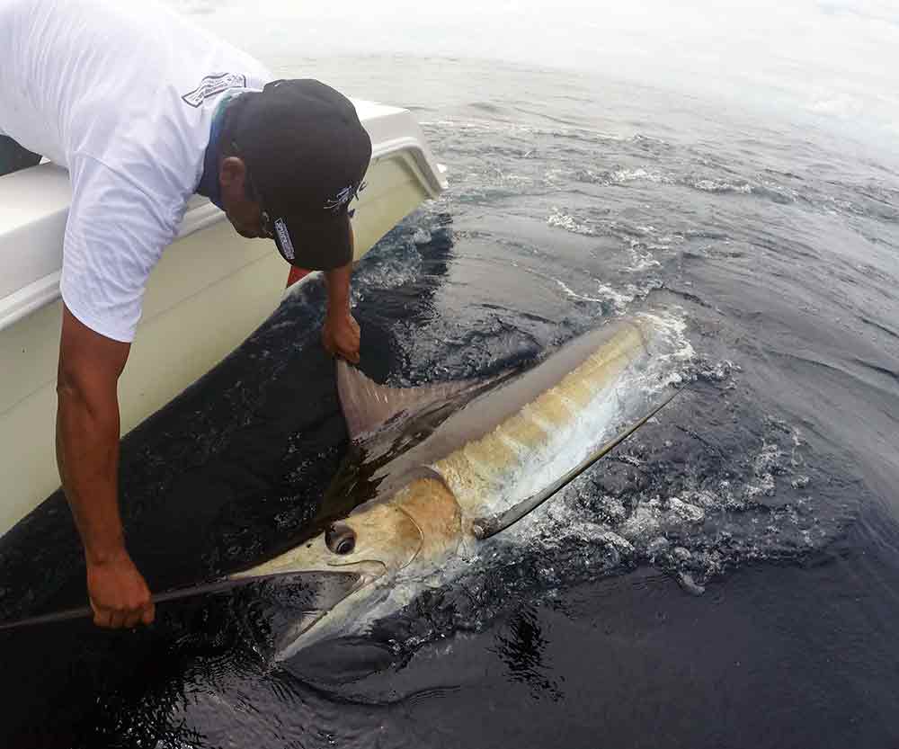 blue marlin in water