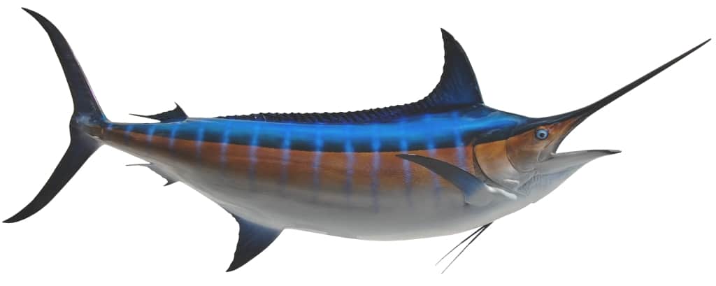 Blue Marlin Replica