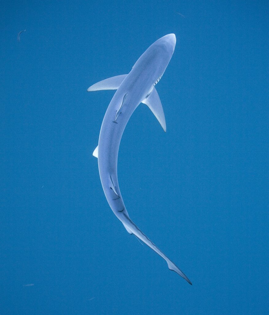 Shark Fishing - An Angler's Guide to Species: Blue shark