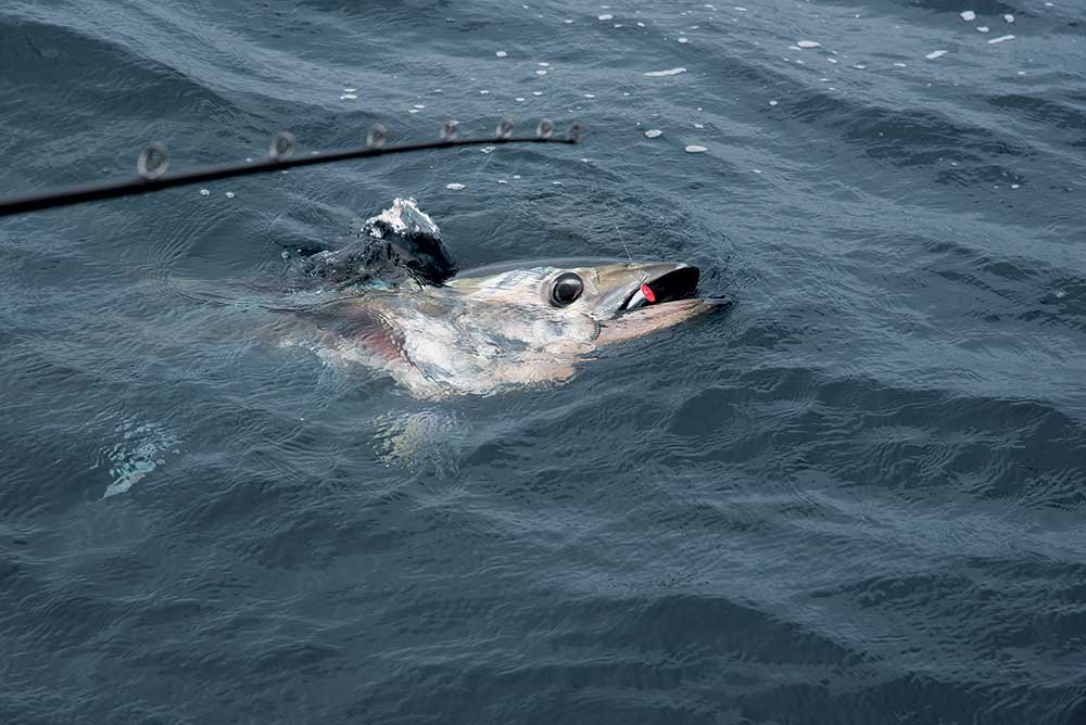 bluefin tuna in water