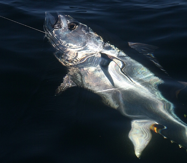 Bluefin tuna