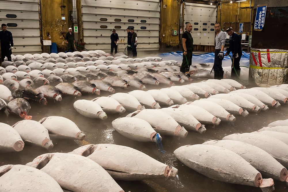 Frozen bluefin, set in rows at Tokyo fish market.