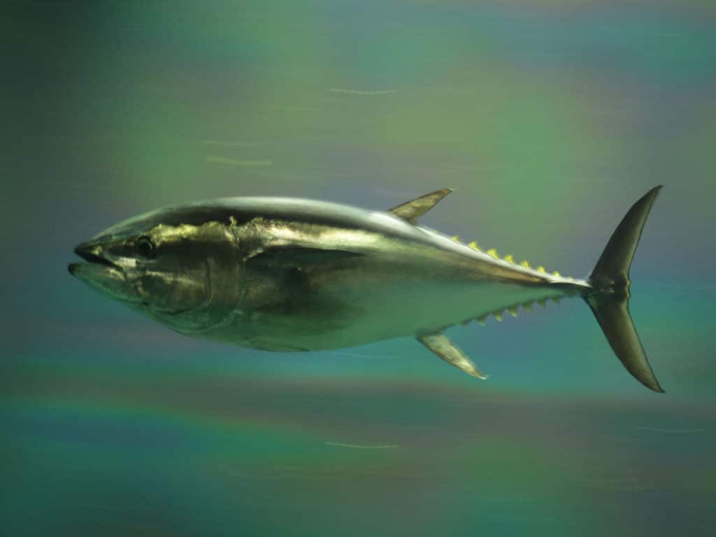 bluefin tuna