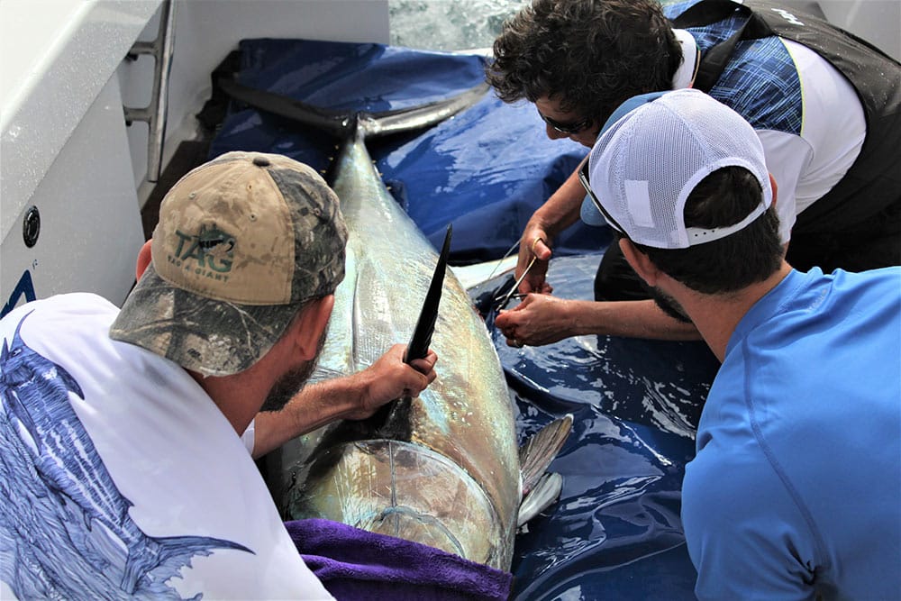 Dr. Barbara Block Tags a Giant Bluefin Tuna