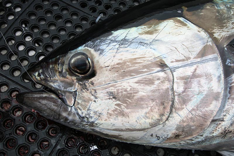 Bluefin tuna
