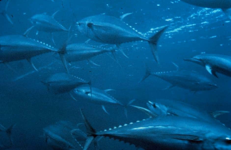 Bluefin Tuna