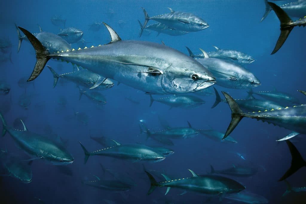 Bluefin Tuna Schooling