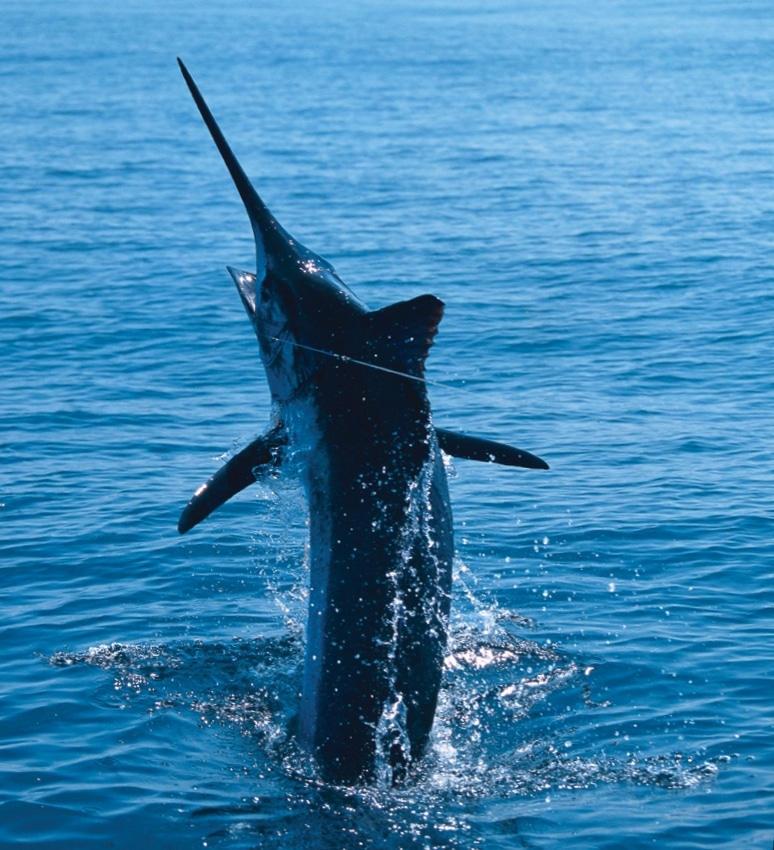 A large blue marlin leaps