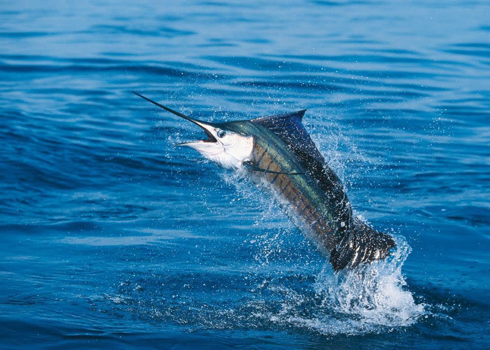 Record 61 Sailfish Releases in One Day