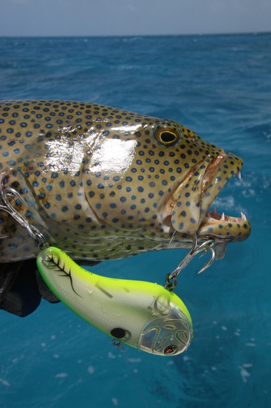 bluespotted_cod_grouper_great_barrier_reef_australia.jpg