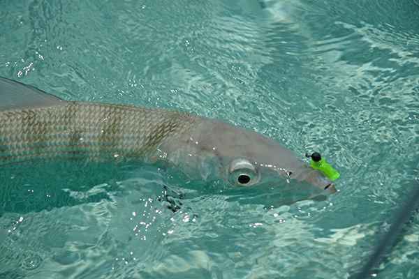 Bonefish Photo