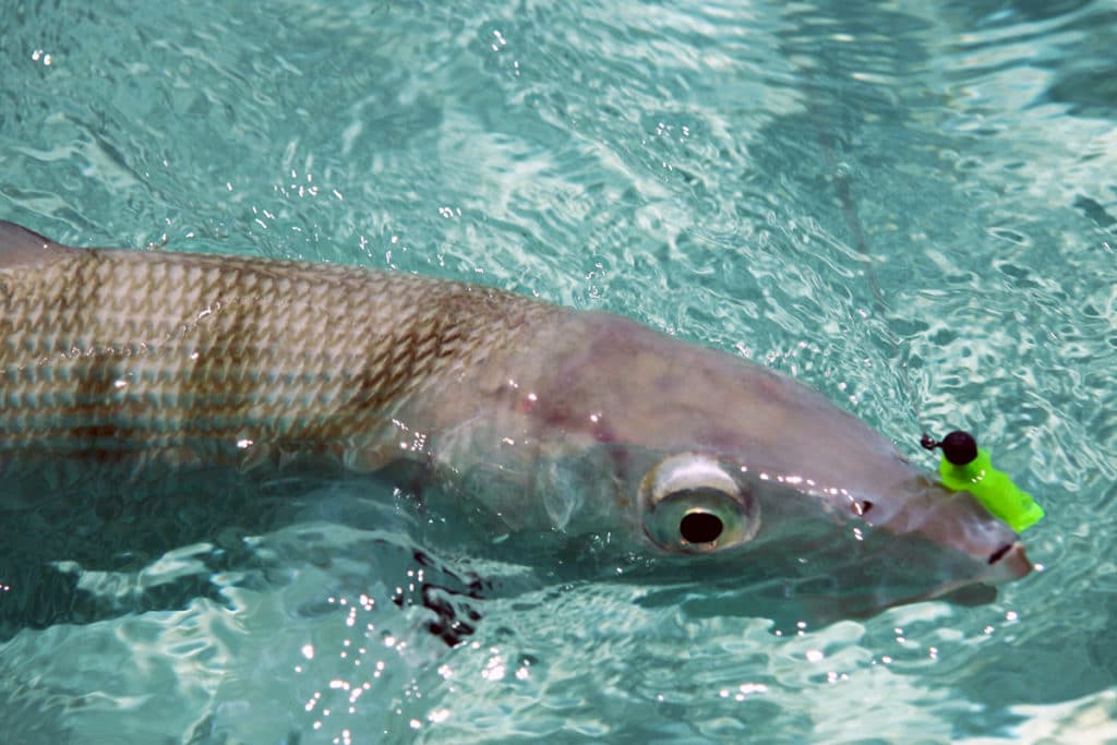 bonefish on a jig