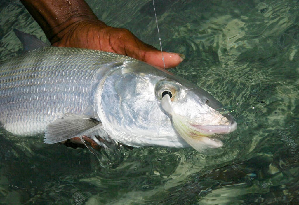 bonefish catch