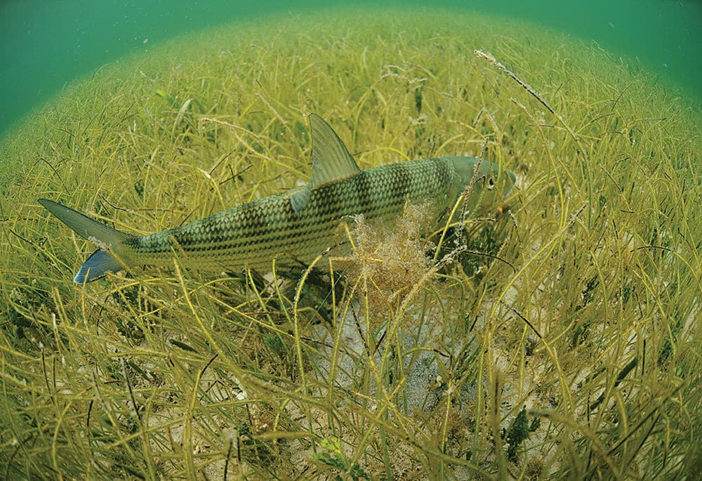 bonefish catch