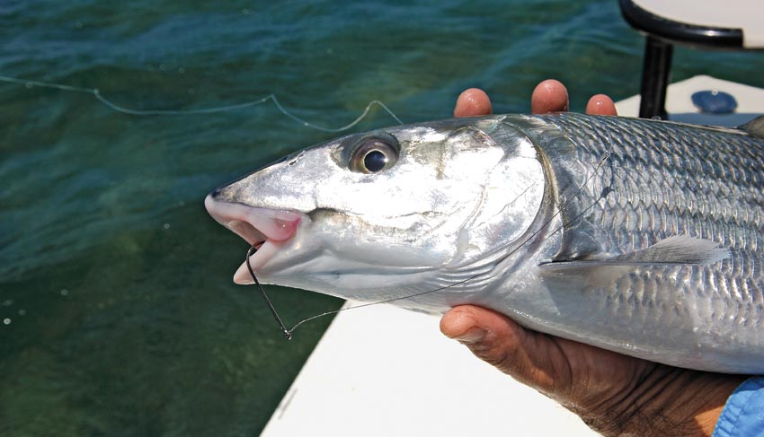 Bonefish caught saltwater fishing