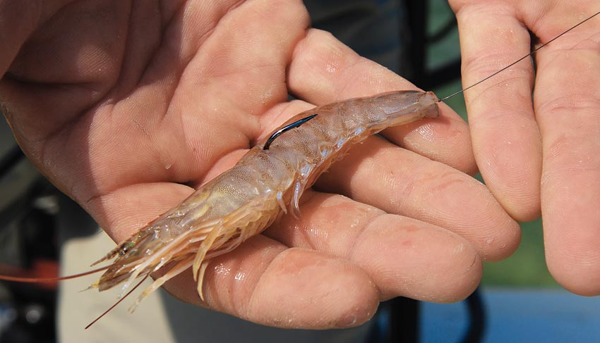 Rigged live shrimp for bonefish fishing