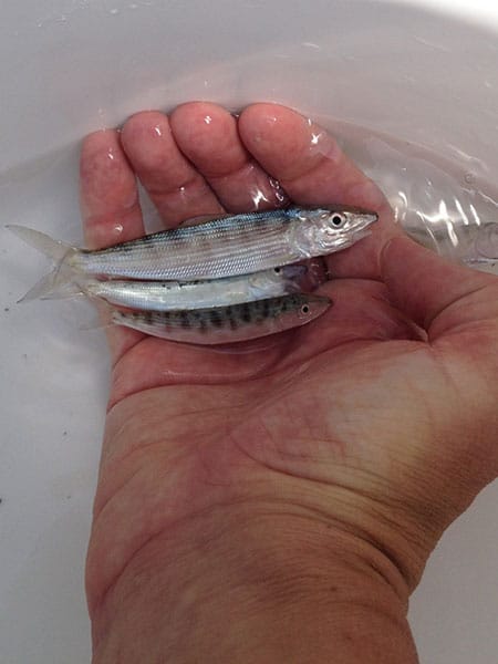 juvenile bonefish tarpon trust