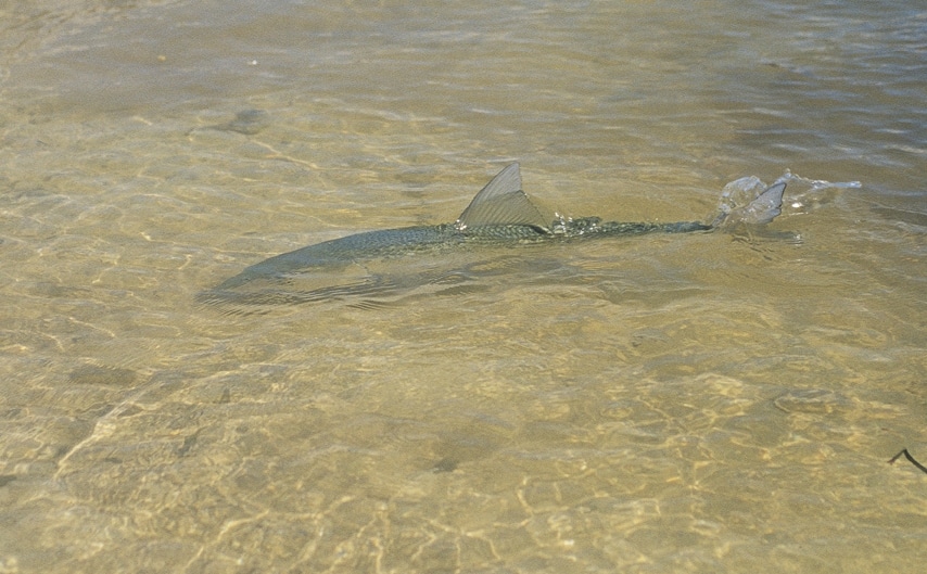 bonefish_islamorada_florida.jpg