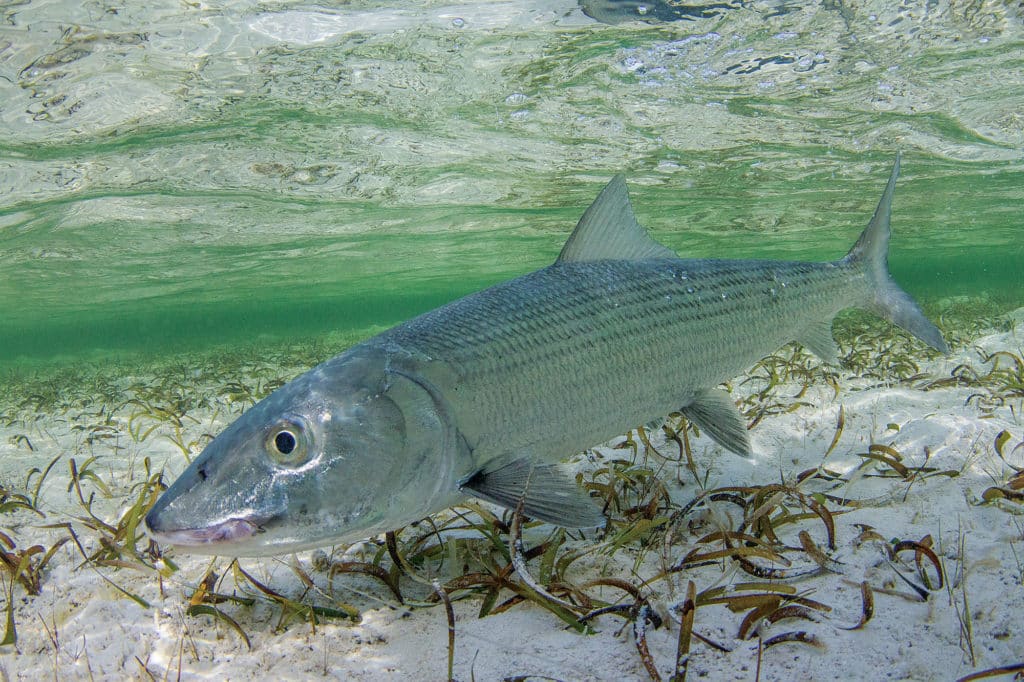 Bonefish Over Flat