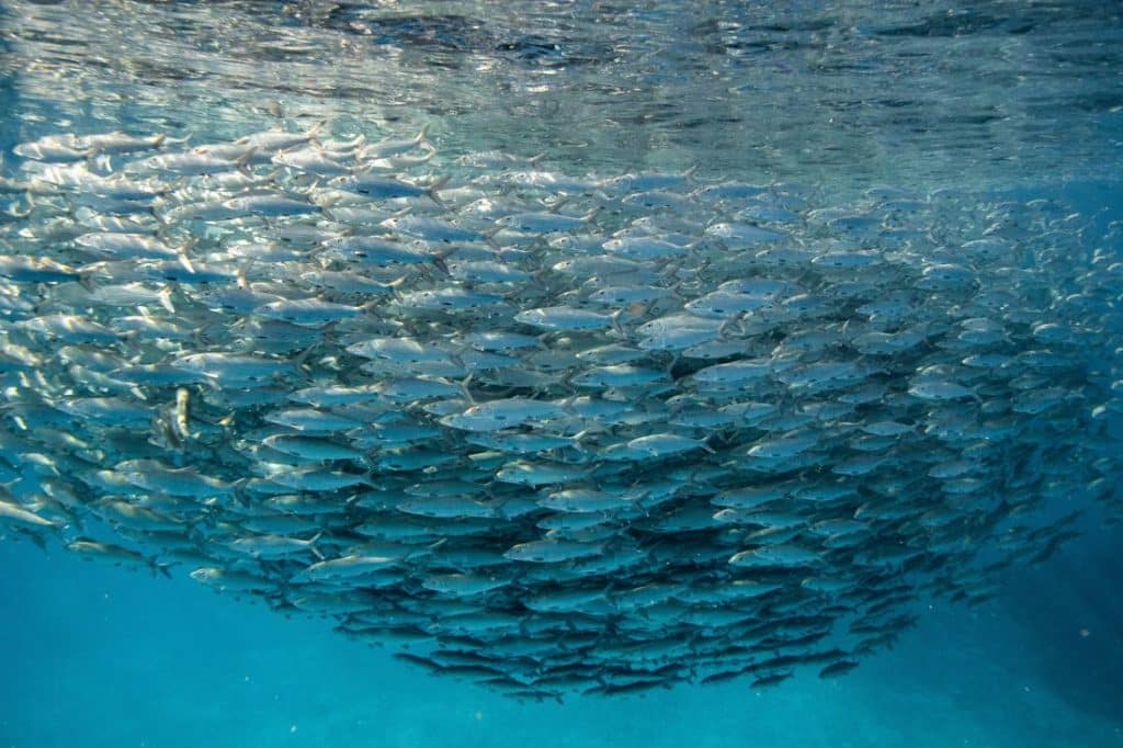 Bonefish aggregating in a massive school in the bahamas