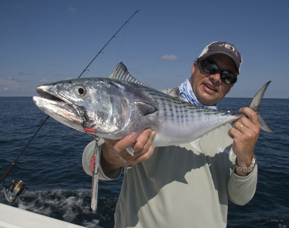 Atlantic bonito