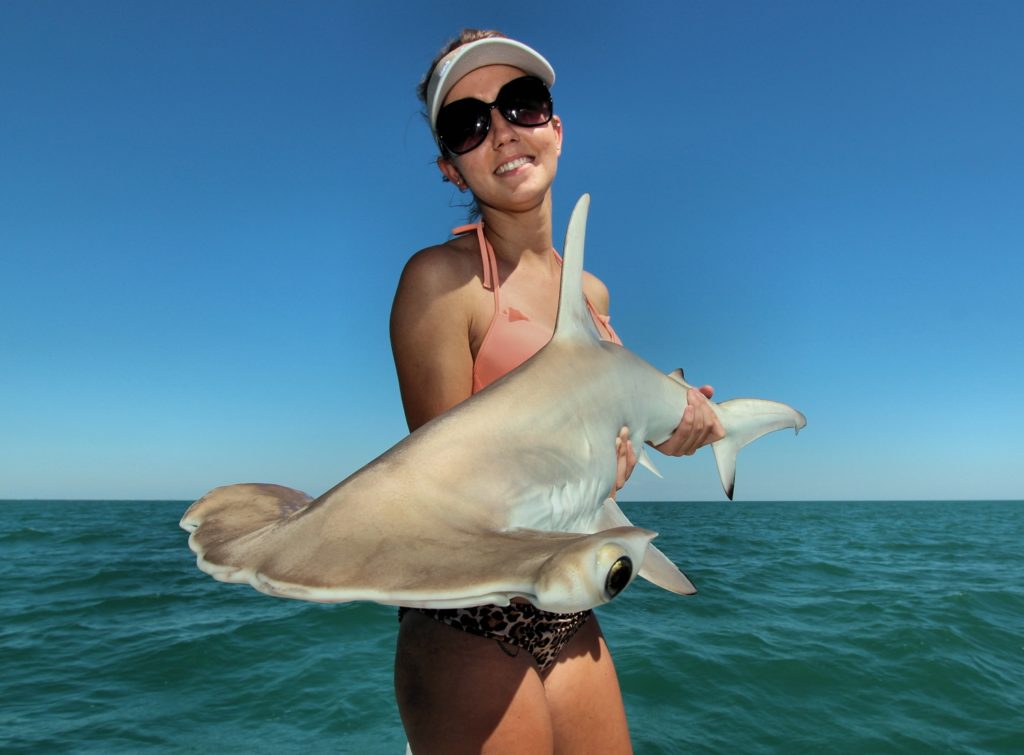 Shark Fishing - An Angler's Guide to Species: Bonnethead