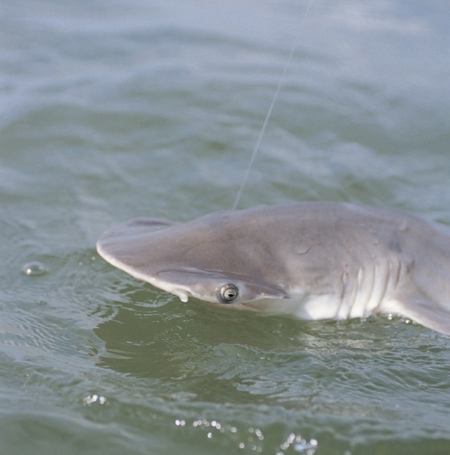 bonnethead_shark_charleston_south_carolina.jpg