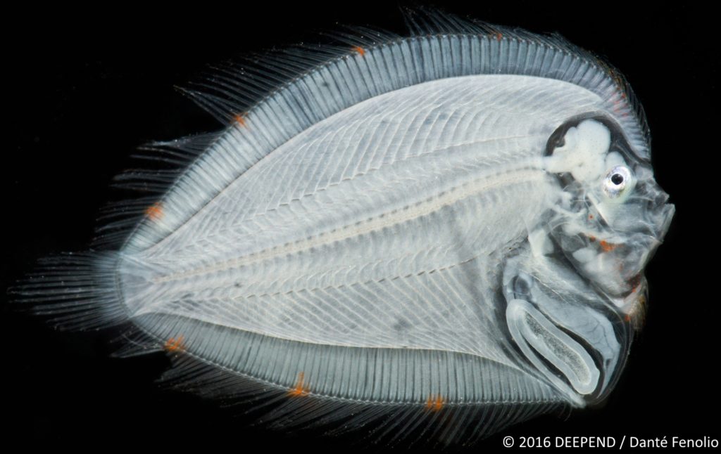 A deep-sea monster, a larval flounder