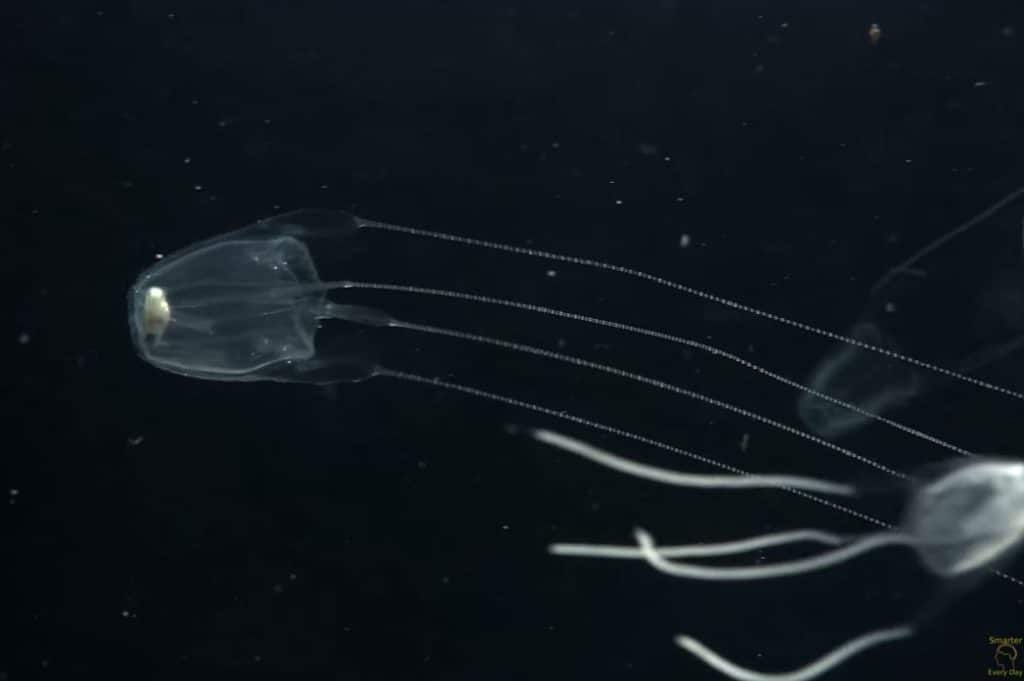 Box jellies underwater