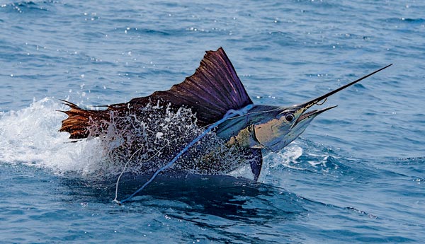 Five Fishery Bright Spots Sport Fishing Mag