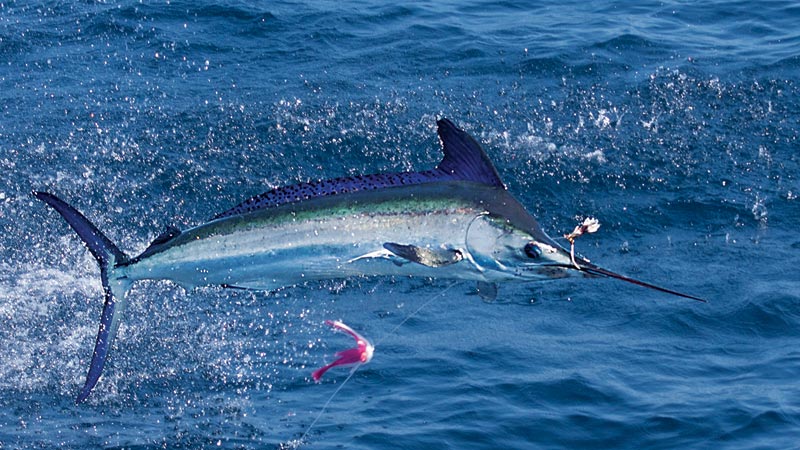 brigt-spots-marlin.jpg