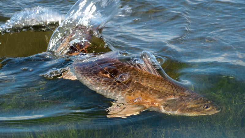 brigt-spots-redfish.jpg