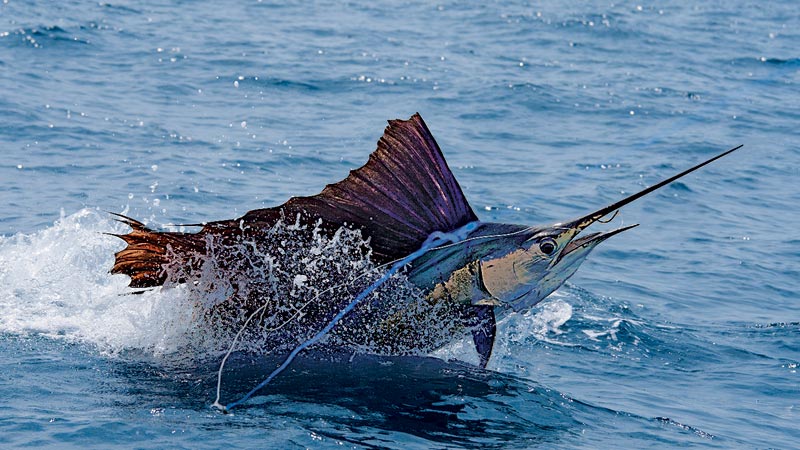 brigt-spots-sailfish.jpg