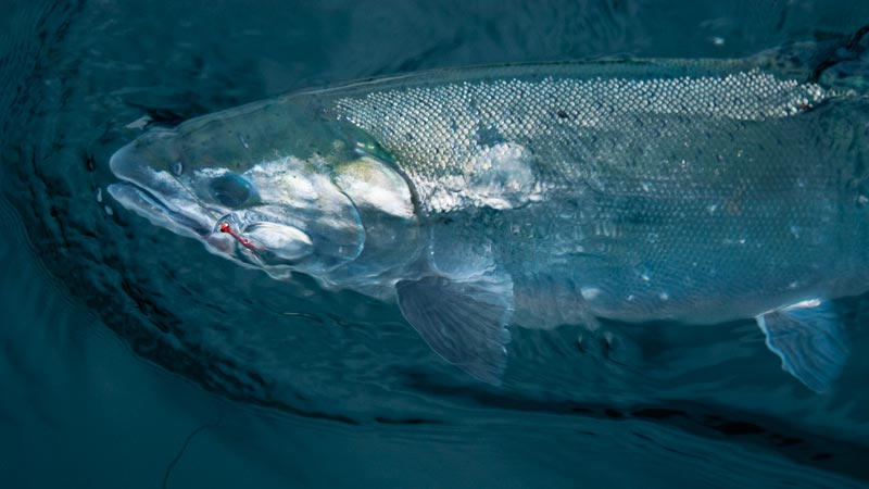 brigt-spots-salmon.jpg