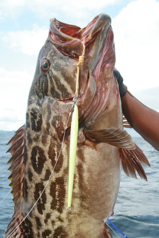 broomtail_grouper_golfo_de_chiriqui_panama.jpg