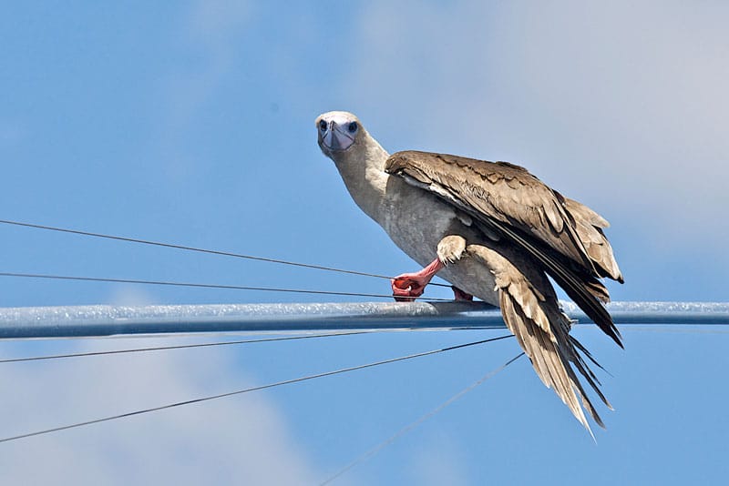 brown-booby-hitching-a-ride..jpg