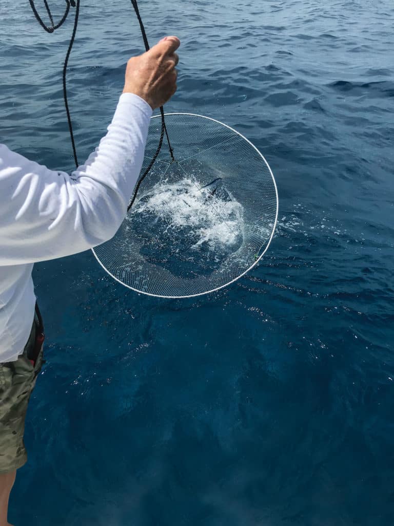 Hoop nets capture live bait
